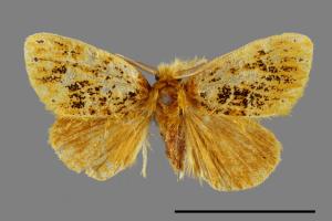 Euproctis striata[紛黃毒蛾][00053852]