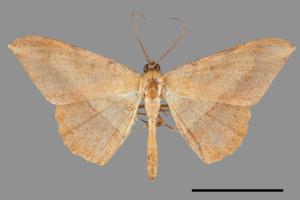 Luxiaria mitorrhaphes[雙斑鈎尺蛾][00030130]