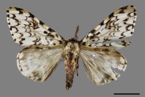 Lymantria concolor concolor[絡毒蛾][00056120]