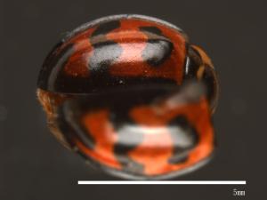 Cheilomenes sexmaculatus[六斑月瓢蟲][00013206]