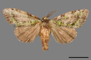 Somera viridifusca viridifusca[瑟舟蛾][00020202]