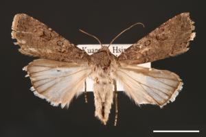 Agrotis segetum[蕪菁夜蛾][00000700]