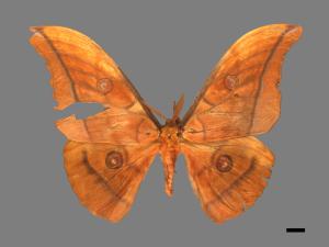 Antheraea yamamai superba[大透目天蠶蛾][00016268]