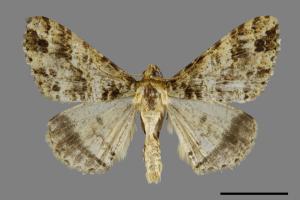 Arichanna amoena[中國星尺蛾][00092042]