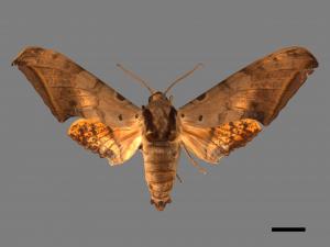 Ambulyx sericeipennis[臺灣鷹翅天蛾][00016668]