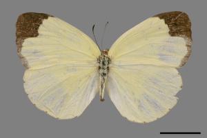 Eurema hecabe hobsoni[荷氏黃蝶][00088006]