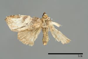 Bryophilina mollicula[00009485]