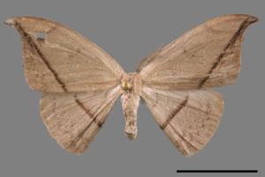 Albara reversaria opalescens[單帶鉤蛾][00033173]