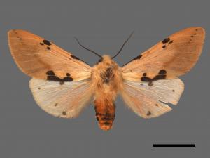 Spilarctia clava[棍棒污燈蛾][00020340]