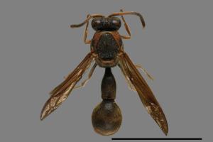 Eumenes labiatus labiatus[中華唇蜾蠃][00105824]