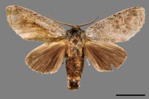 Mesophalera sigmata[下黑舟蛾][00039940]