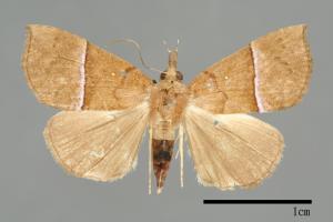 Hypena iconicalis[00009813]