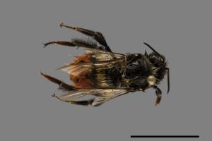 Bombus formosellus[信義熊蜂][00072354]