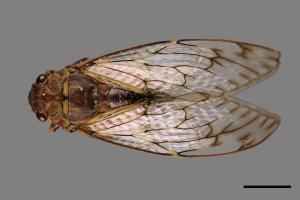 Pomponia linearis[台灣騷蟬][00070878]