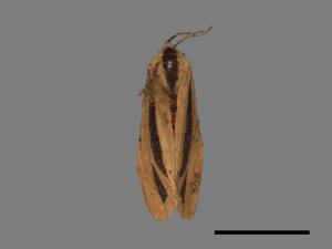 Creatonotos gangis[黑條灰燈蛾][00022756]