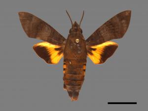 Macroglossum corythus luteata[黃紋長喙天蛾][00089308]