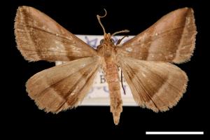 Hadennia obliqua[00010447]
