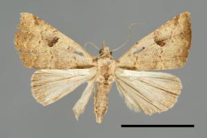 Pseudogyrtona marmorea[00008115]