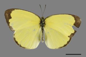 Eurema blanda arsakia[臺灣黃蝶][00101509]