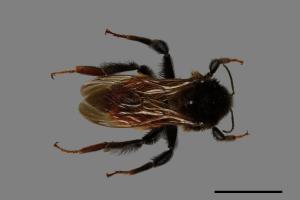 Bombus bicoloratus[雙色熊蜂][00075021]