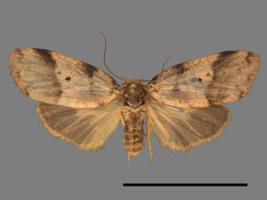 Eugoa bipunctata[雙點良苔蛾][00034010]