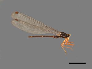 Rhipidolestes aculeatus aculeatus[芽痣蹣蟌][00104050]