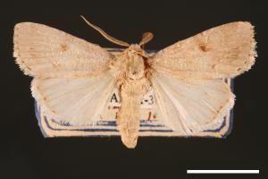 Spodoptera pecten[梳灰翅夜蛾][00002874]