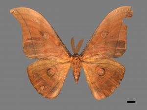 Antheraea yamamai superba[大透目天蠶蛾][00016091]