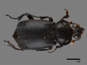 Nicrophorus concolor[大黑埋葬蟲][00095808]