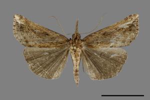 <已分類>Genus：Hypena[00094960]