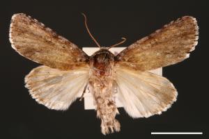 Acronicta albistigma[00000442]