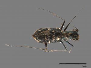 Cylindera kaleea[00054322]