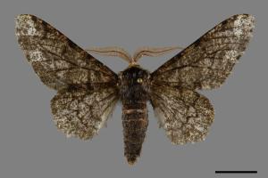 Biston robustus subrobustus[白頂突峰尺蛾][00094808]