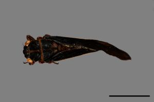 Scieroptera formosana[紅腳黑翅蟬][00075712]