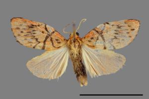 Miltochrista aberrans[異美苔蛾][00071380]