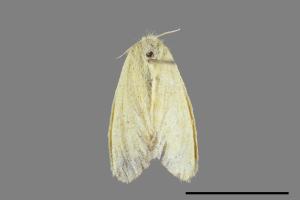 <已分類>Genus：Euproctis[00023819]