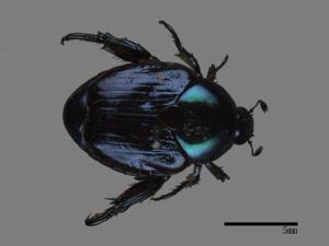 Popillia mutans[台灣琉璃豆金龜][00081537]