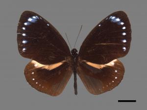 Euploea tulliolus koxinga[小紫斑蝶][00026751]