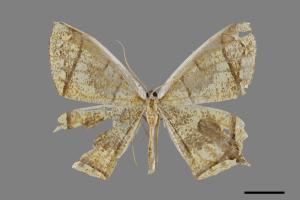 Thinopteryx crocoptera assamensis[黃蝶尺蛾][00071538]