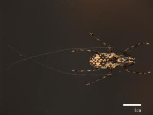 <已分類>Family：Cerambycidae[天牛科][00082294]