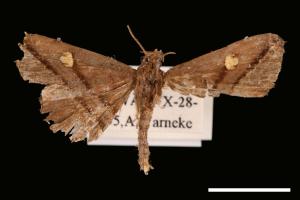 <已分類>Genus：Hadennia[00010405]