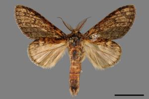 Syntypistis perdix confusa[佩跨舟蛾][00029784]