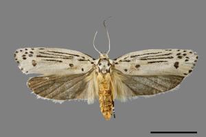 Ethmia lineatonotella[點帶織葉蛾][00061411]