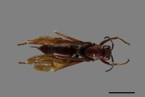 Polistes gigas[巨長腳蜂][00074311]