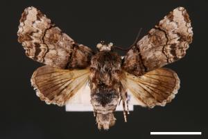 Aplotelia diplographa[00003862]