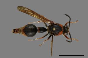 Oreumenes decoratus[00089253]