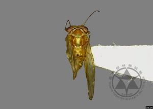 <已分類>Family：Psyllidae[木蝨科][00078175]