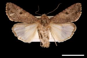 Spodoptera mauritia acronyctoides[灰翅夜蛾][00002741]