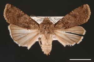 Agrotis segetum[蕪菁夜蛾][00000692]