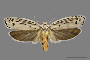 Ethmia lineatonotella[點帶織葉蛾][00061448]